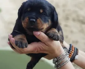 War Of Kay House - Rottweiler Angebotener Welpe