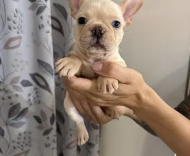Cybi - French Bulldog Puppy for sale