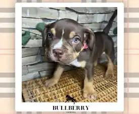 Loganberry - American Bully - Standard Puppy for sale