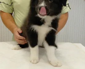 Talisman - Border Collie Puppy for sale