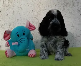 Donald  - Angol Cocker spániel eladó kiskutya