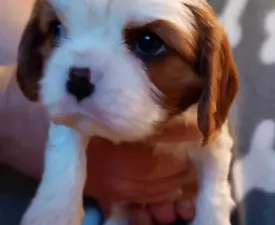 Ashton - Cavalier king Charles spaniel Szczenię na sprzedaż