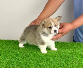 Zyrus - Welsh Corgi Pembroke Angebotener Welpe