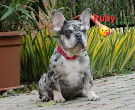 Ruby - Francia bulldog eladó kiskutya