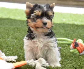 Panda - Biewer Terrier Puppy for sale