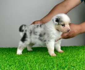 Kuno - Australian Shepherd Puppy for sale