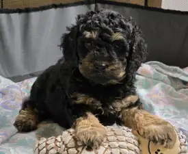 Pedro - Cavapoo Puppy for sale