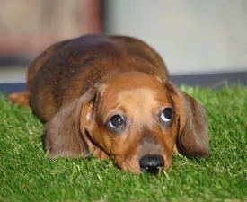 Olaf - Dachshund Puppy for sale