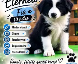 Dj Fmg - Border Koli Štenci na prodaju
