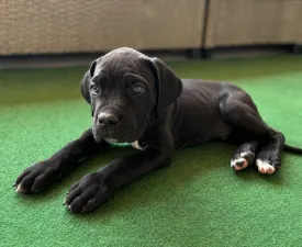 Boris - Cane Corso Italiano Puppy for sale