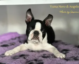 Yuma Nero Di Angelo - Boston Terrier Puppy for sale