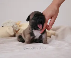 Aslan - Französische Bulldogge Angebotener Welpe