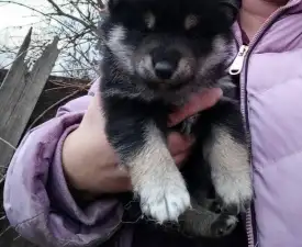 Scamp Crowd D - Shiba Puppy for sale