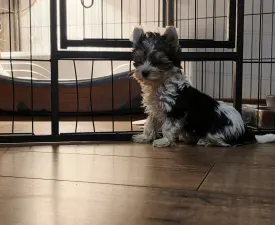 Full Of Heart Jamila - Yorkshire Terrier Cățeluș de vânzare