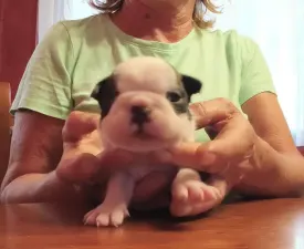 Ozzy - Boston Terrier Angebotener Welpe