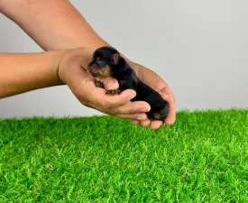 Ernesto - Yorkshire Terrier eladó kiskutya