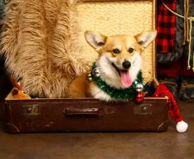Gingers Heritage Lord Aeron - Welsh Corgi Pembroke Štěně na prodej