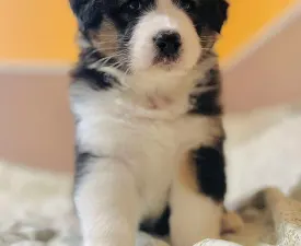 Range Rover - Australian Shepherd Puppy for sale