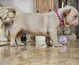 Bella - French Bulldog Puppy for sale
