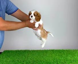 Norbo - Cavalier King Charles Spaniel Puppy for sale