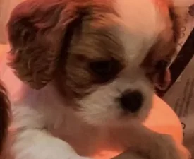 Bentley - Cavalier King Charles spániel eladó kiskutya