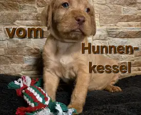 Alva Vom Hunnenkessel - Drótszőrű magyar vizsla eladó kiskutya