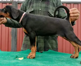Izodora  - Dobermann Puppy for sale
