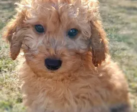 Adrian - Labradoodle eladó kiskutya