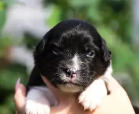 Winstead Never Say Never - Australský ovčák Štěně na prodej