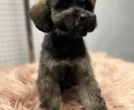 Sweet Pie - Poodle Miniature Puppy for sale
