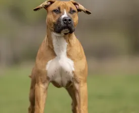 Warriors Of The Lankas Hackney Haze - American Staffordshire Terrier Puppy for sale