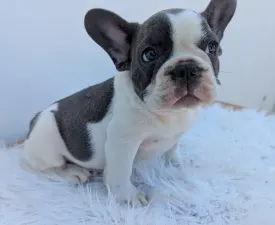 Luke - French Bulldog Puppy for sale