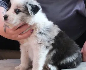 Connor - Бордер-колли Щенок на продажу