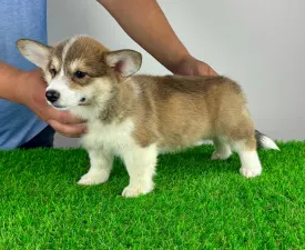 Tunica - Welsh Corgi Pembroke Puppy for sale