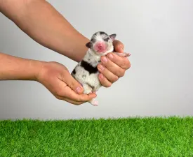 Bennett  - Australian Shepherd Puppy for sale