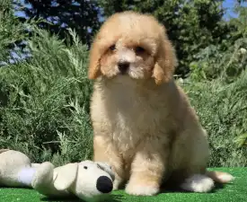 Pierre - Cavapoo Szczenię na sprzedaż