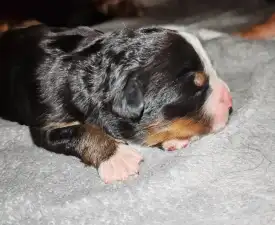 Vilu - Bernese Mountain Dog Puppy for sale