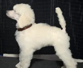 Lenon - Poodle Standard Puppy for sale