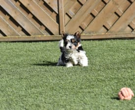 Lego - Biewer Terrier Puppy for sale