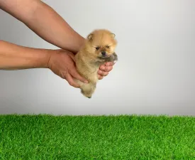 Anno - Zwergspitz Angebotener Welpe