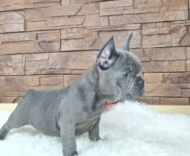 Victor  - French Bulldog Puppy for sale