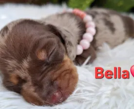 Bella  - Tacskó eladó kiskutya