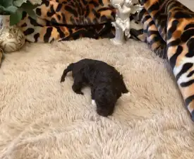 Bobby - Romagna Water Dog Puppy for sale