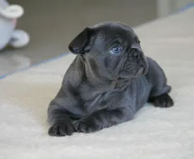Bella - French Bulldog Puppy for sale