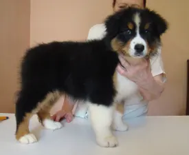 Favorite Of Shepherd - Australian Shepherd Puppy for sale