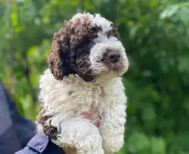 Apollo - Romagna Water Dog Puppy for sale