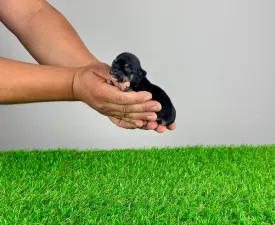 Justin - Chihuahua Puppy for sale