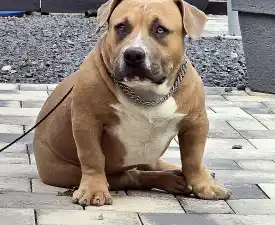 Bbb.szimba - American Bully - Pocket Puppy for sale