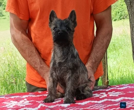 Guliver - Cairn Terrier eladó kiskutya