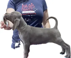 Best Hunter World Filippa - Braque de Weimar Chiot à vendre